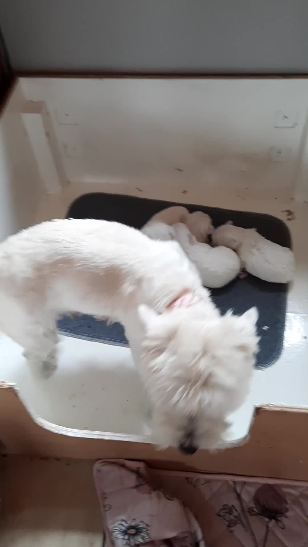 West Highland Terrier dogs for sale: BEAUTIFUL KC REG. WESTIE PUPPIES - Video 2