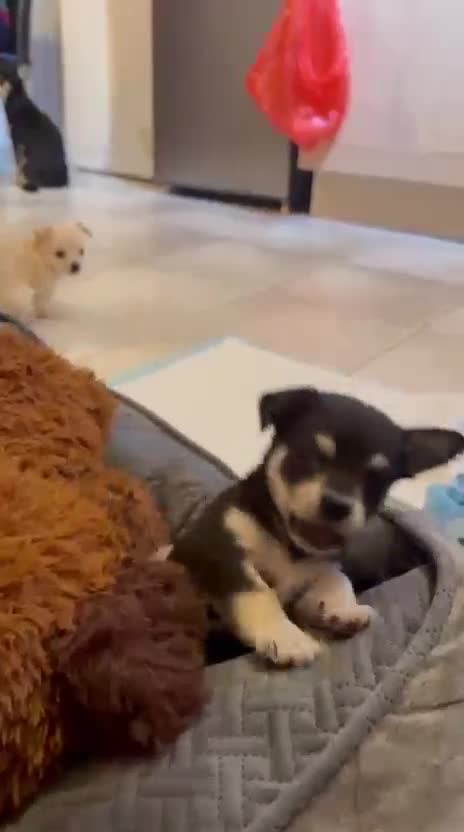 Chihuahua dogs for sale: Chihuahua Puppies For Sale - Video 1