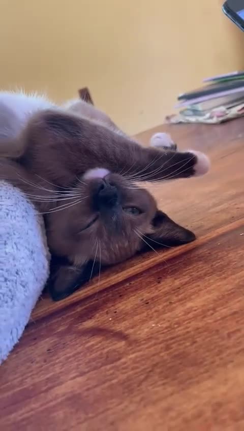 Tonkinese cats for sale: Superb Tonkdoll girl - Video 3