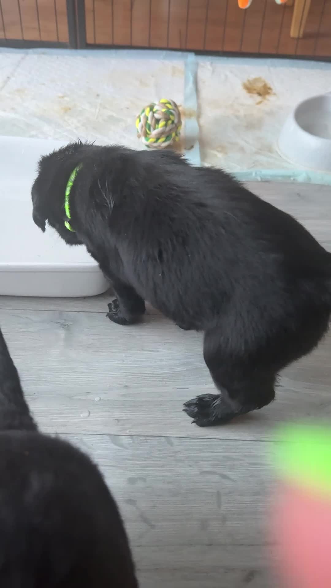 Labradoodle dogs for sale: Labradoodle Puppies - Video 1