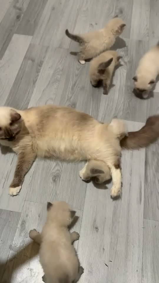 Ragdoll cats for sale: Beautiful ragdoll kittens for sale 💙 - Video 4