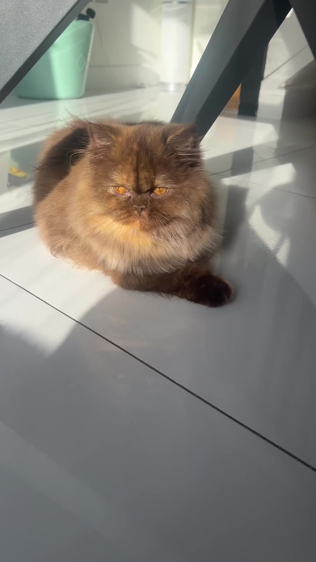 British Longhair cats for sale: Choclate & cream bicolour British long hair female - Video 2