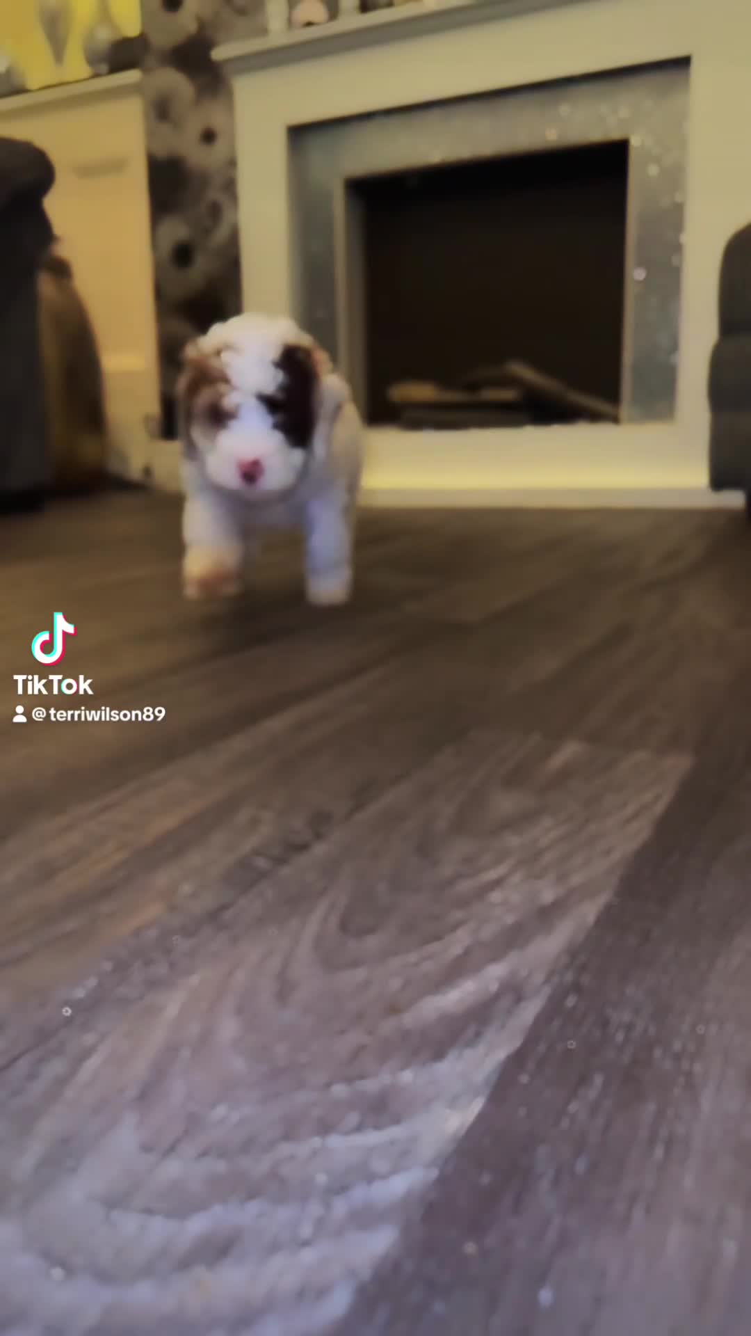 Cockapoo dogs for sale: Miniature Cockapoo Multi Generation  in Darwen - Video 2