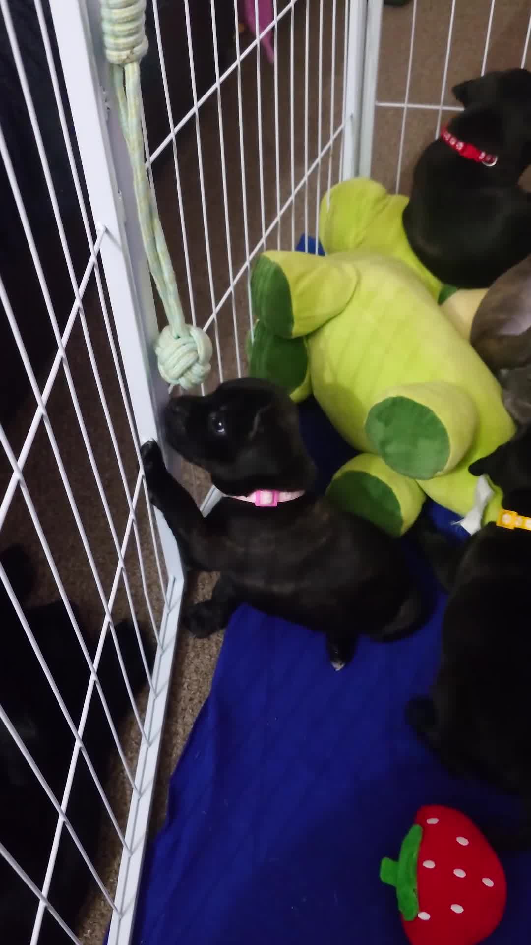 Staffordshire Bull Terrier dogs for sale: Exceptional Staffordshire bull Terrier Puppies - Video 1