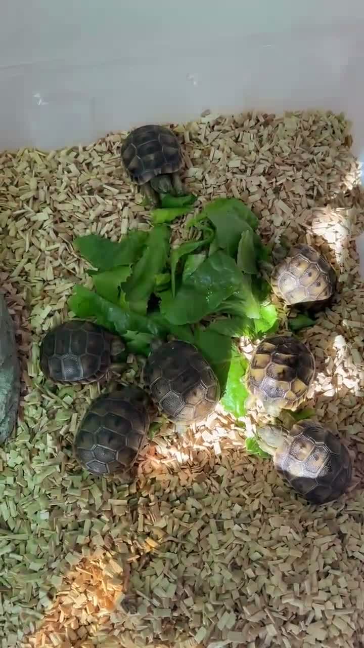 Tortoise reptiles for sale: Baby spur thighed tortoises  - Video 4