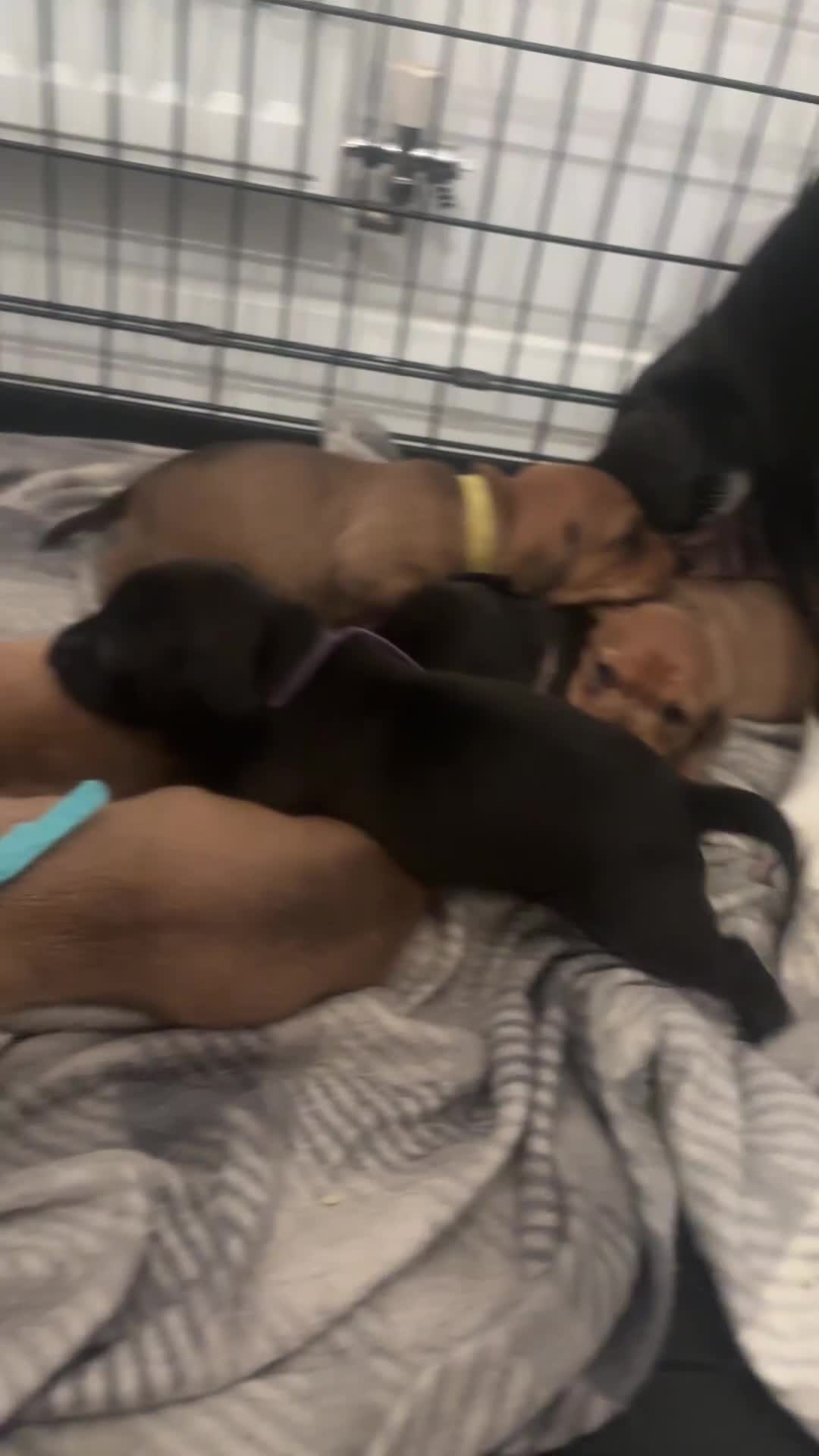 Mixed Breed dogs for sale: Cocker spaniel x bagal x miniature dashound - Video 1