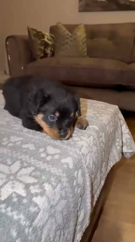Rottweiler dogs for sale: STUNNING ROTTWEILER PUPS AVAILABLE  in Leicester - Video 1