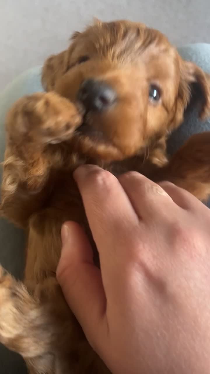 Cockapoo dogs for sale: Cockapoo puppy’s  in Sheffield - Video 1