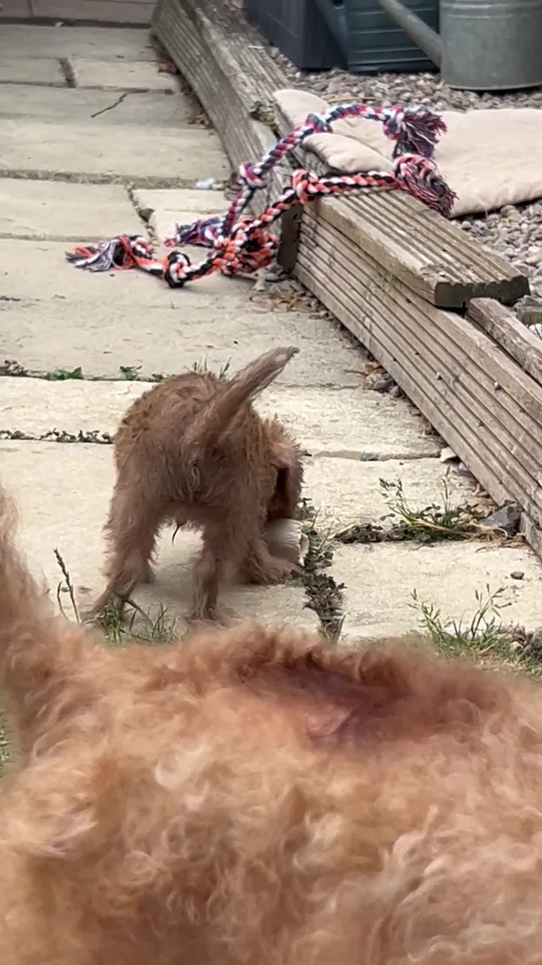 Mixed Breed dogs for sale: Patterdale, Jack Russell cross puppy - Video 1