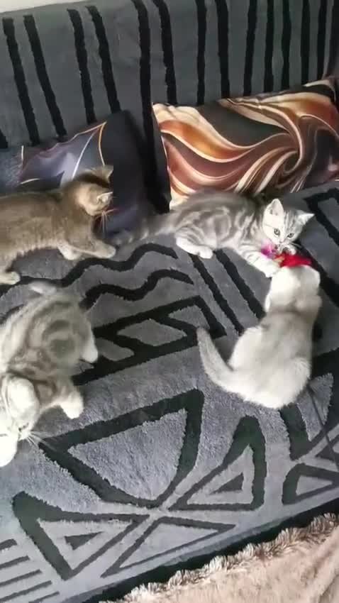 Scottish Fold cats for sale: Scottish fold kittens  - Video 1
