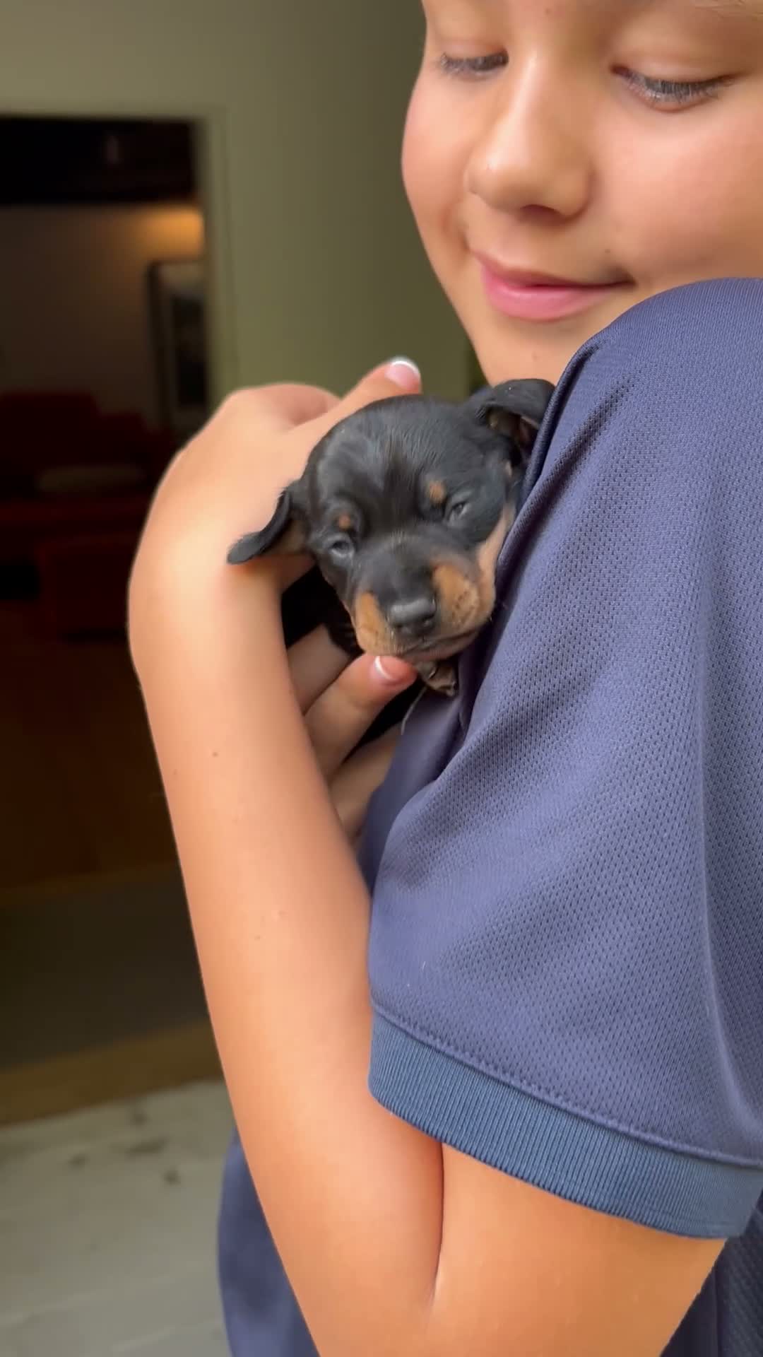 Miniature Dachshund dogs for sale: KC Miniature Black Tan Dachshund  in Bedford - Video 1
