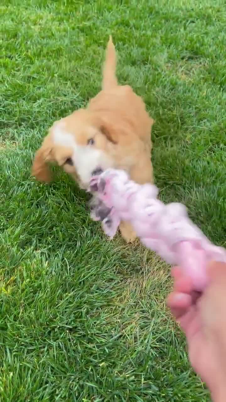 Cockapoo dogs for sale: 2 gorgeous girls - miniature cockapoos  - Video 3