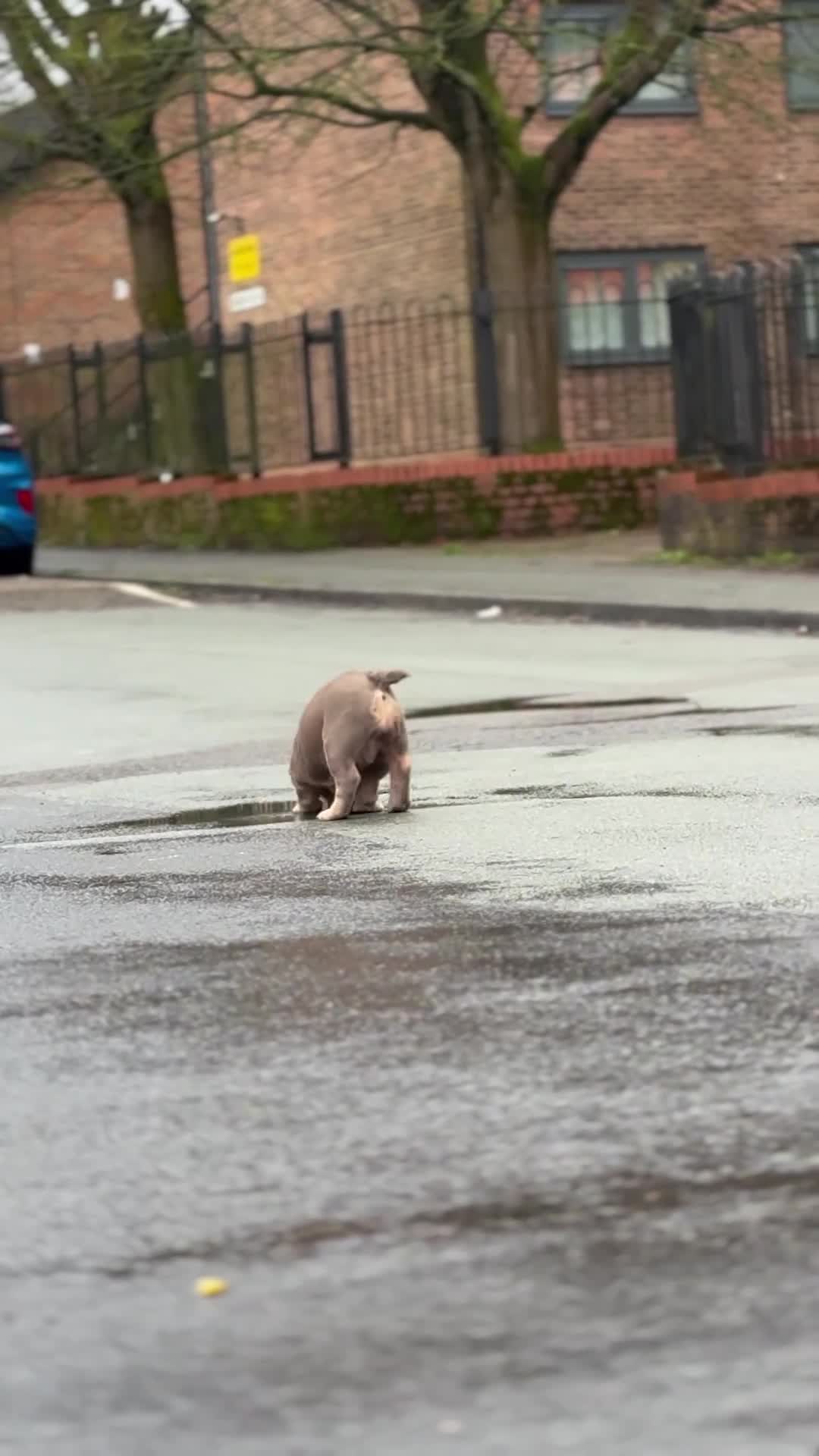 English Bulldog dogs for sale: Mr MAVERICK 🩸 - Video 3