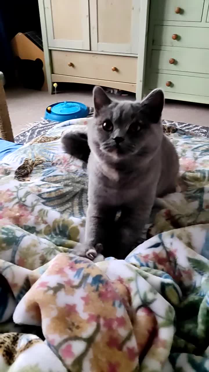 British Shorthair cats for sale:  GCCF CH lines. Beautiful boy(odd eyes) and girl. - Video 1