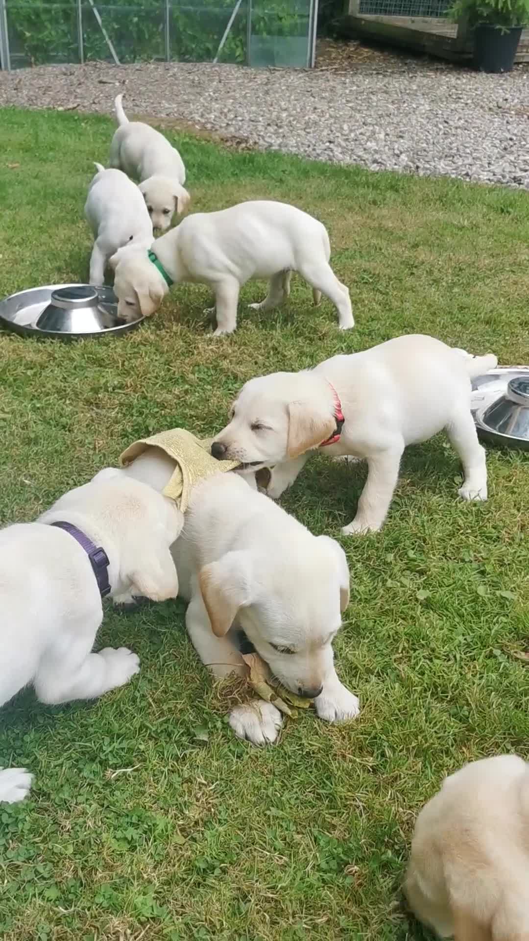Labrador Retriever dogs for sale: Yellow labrador puppies  - Video 1