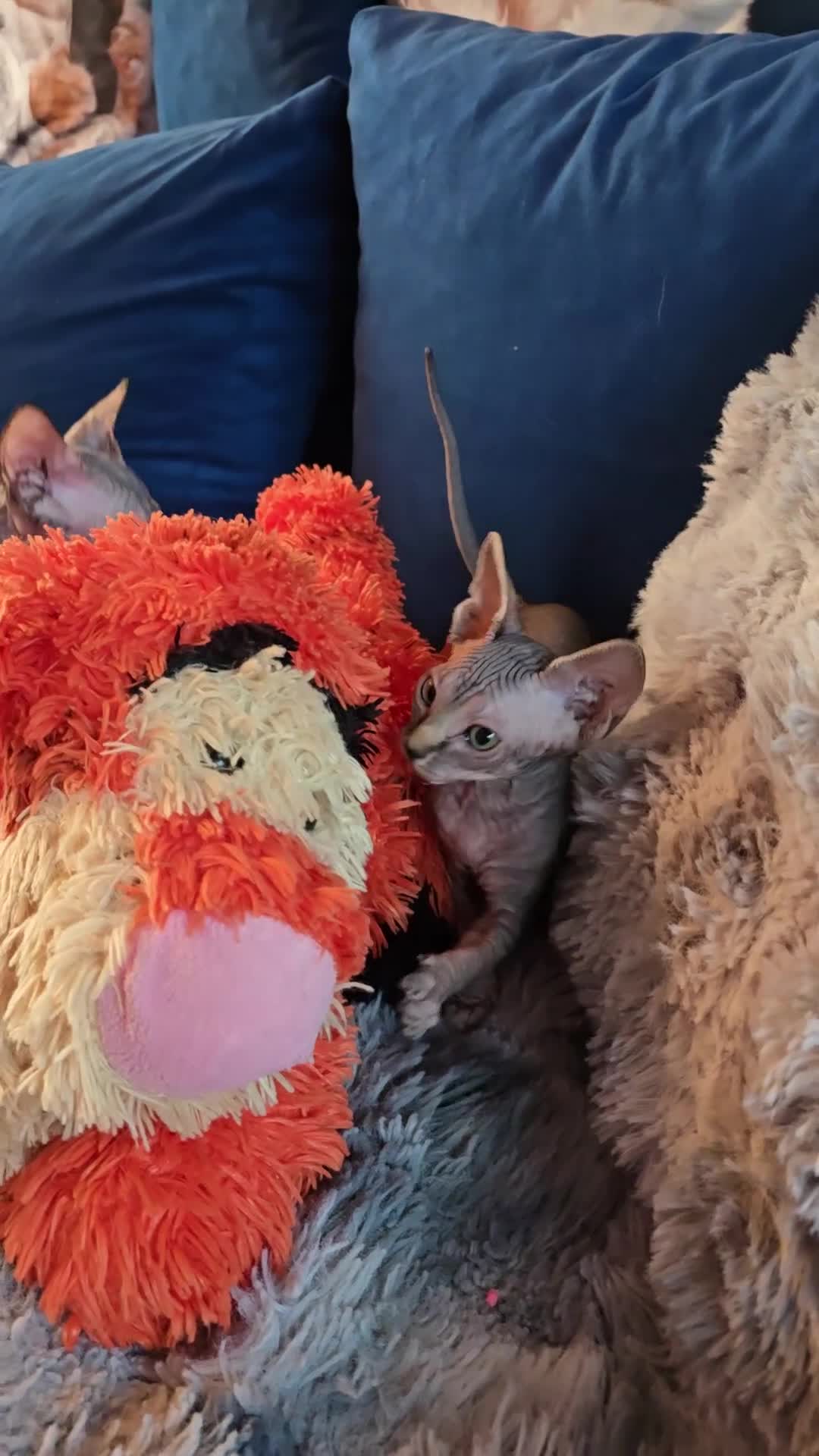 Sphynx cats for sale: 🌟 Stunning Sphynx & Elf Kittens  - Video 2