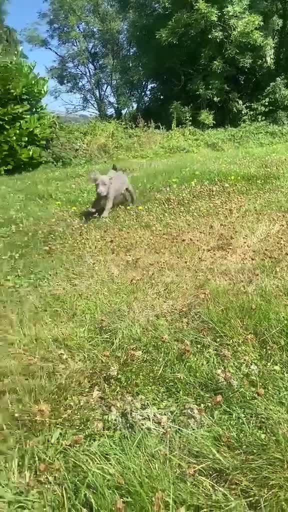 Weimaraner dogs for sale: KC Registered Weimaraner puppies for sale - Video 4