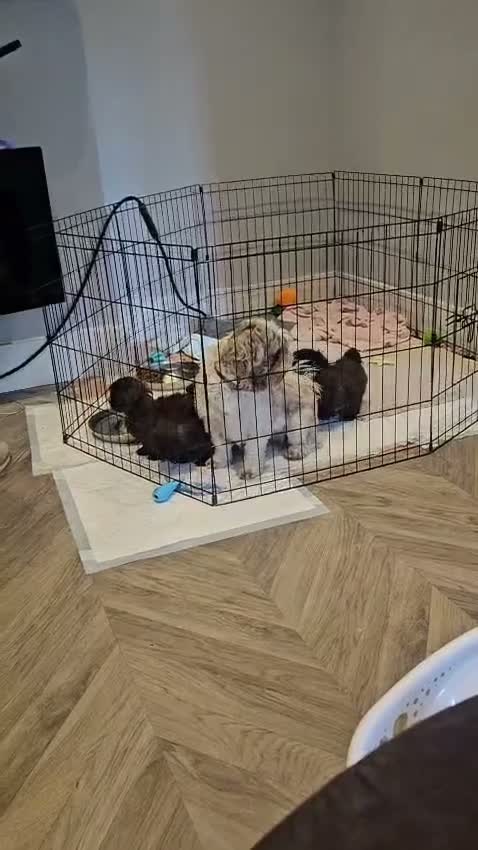 Shih Tzu dogs for sale: Mini Chocolate Pedigree Shih Tzu Puppies Orpington in Orpington - Video 1