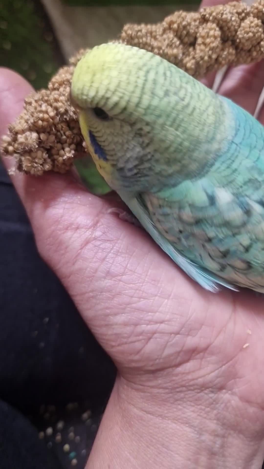 Budgerigars birds for sale: Tame budgie - Video 2