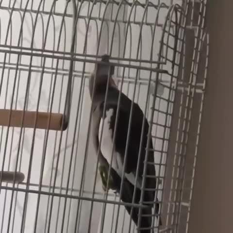 Cockatiels birds for sale: Cockatiels for sale - Video 2