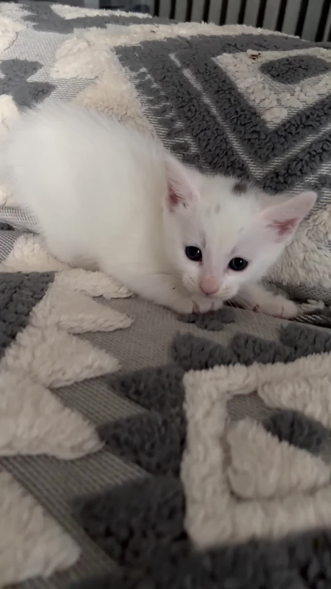 Turkish Angora cats for sale: beautiful cat - Video 1