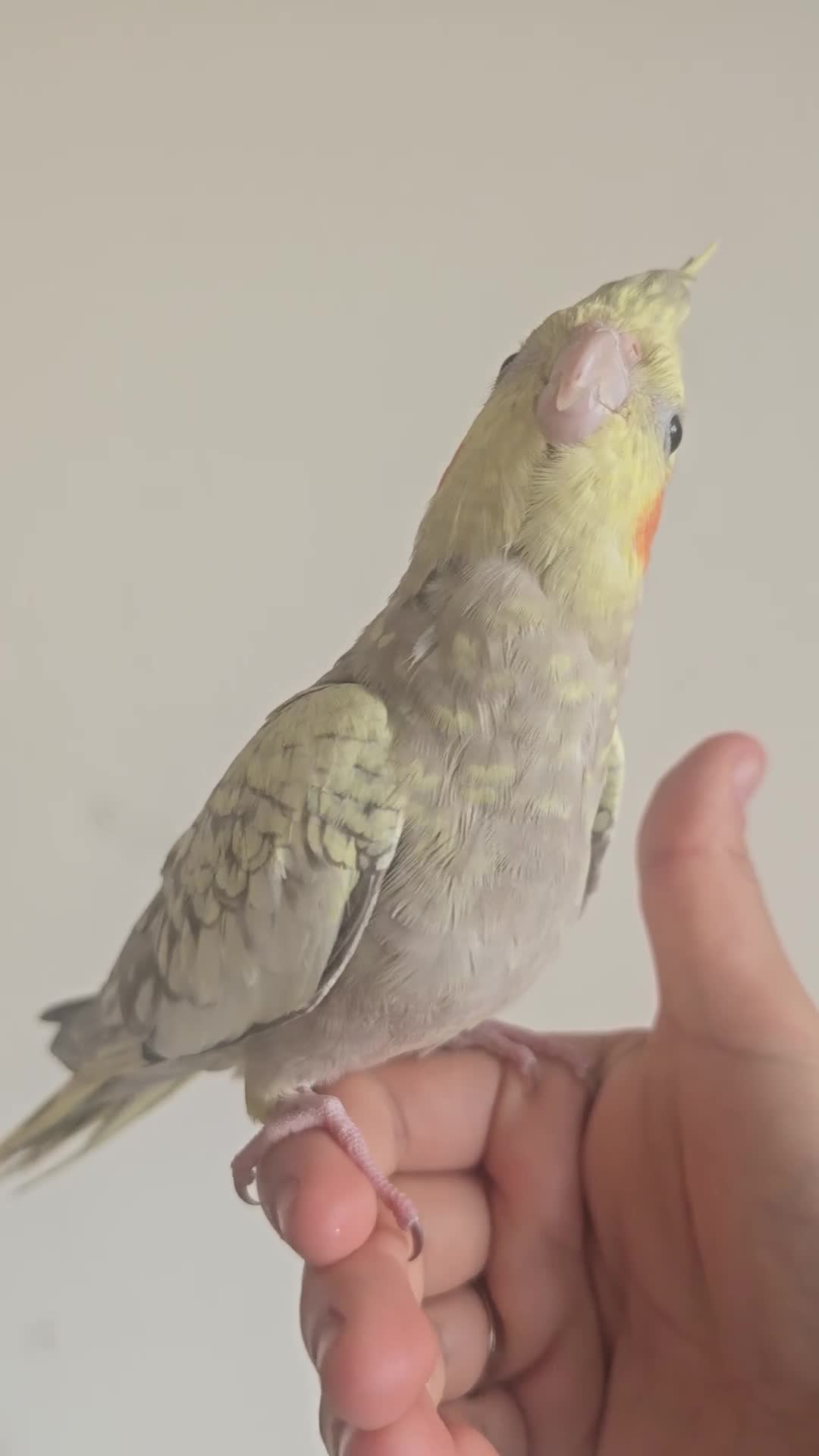 Cockatiels birds for sale: Pair of cockatiels for sale (read description) - Video 1