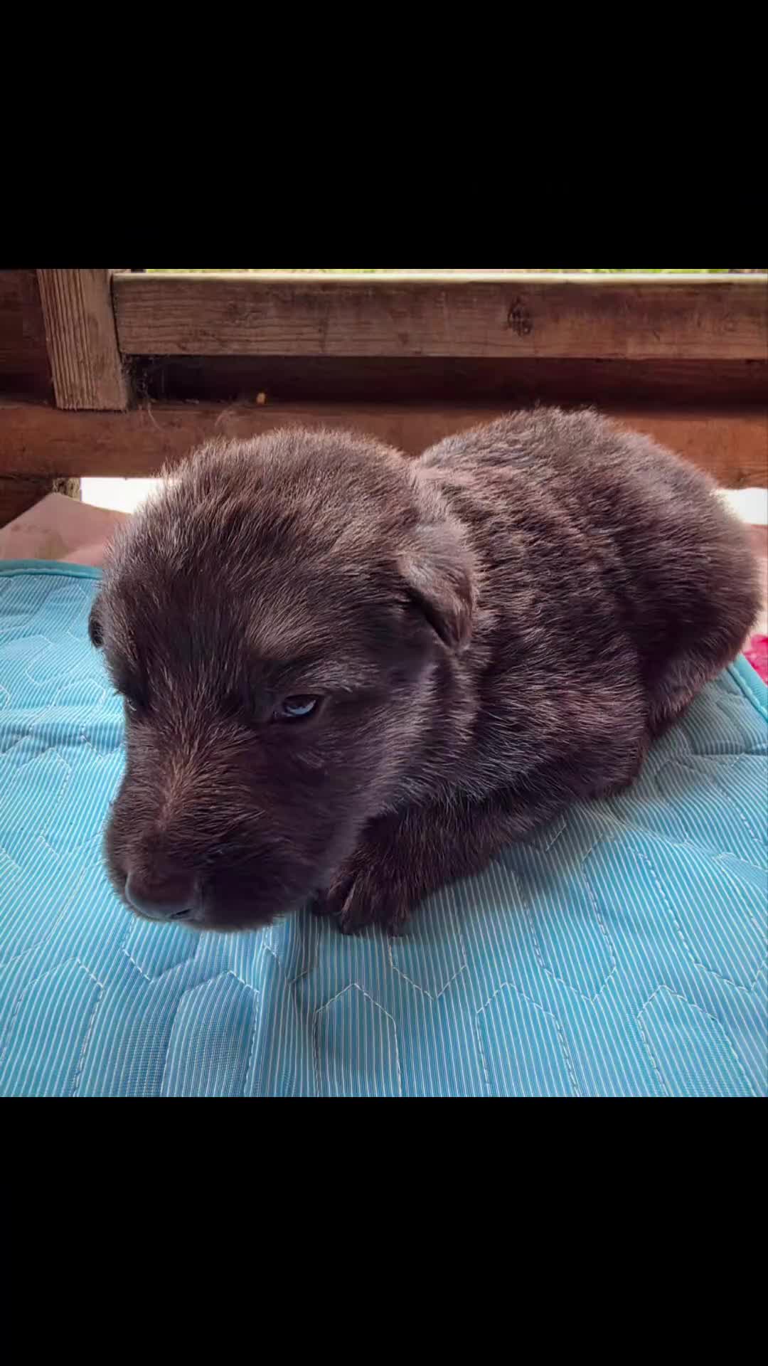 German Shepherd dogs for sale: Top blood line German Shpherd Puppies GSD KC REG in Stockport - Video 1