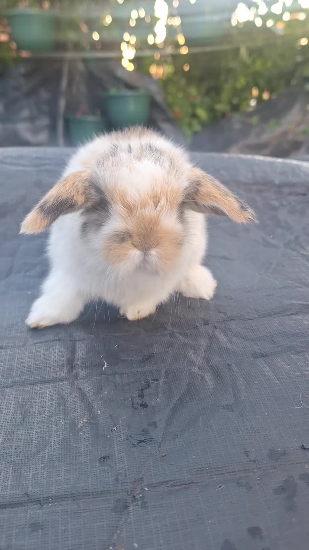 Mini Lop rabbits for sale: Beautiful purebred mini lop eared kits  - Video 2