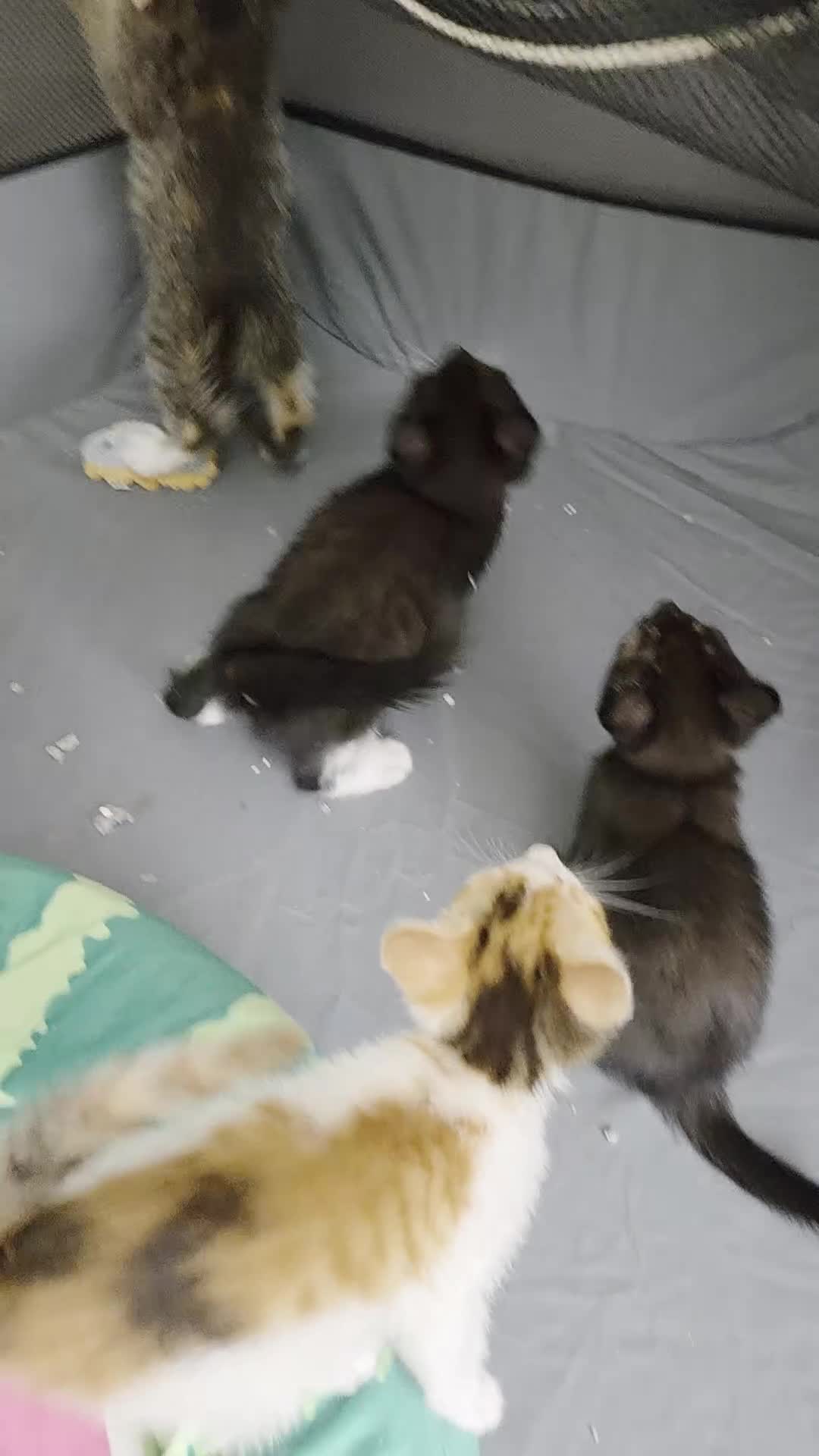 Mixed Breed cats for sale: 🐾Last Kitten – Black & White Boy Ready Now🐾 - Video 1