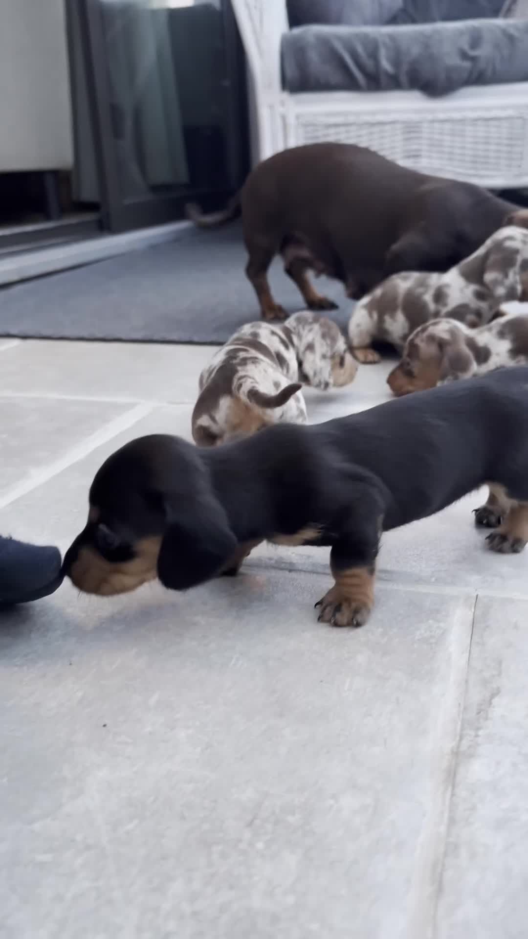 Miniature Dachshund dogs for sale: Miniature Dachshunds KC Registered - Video 1