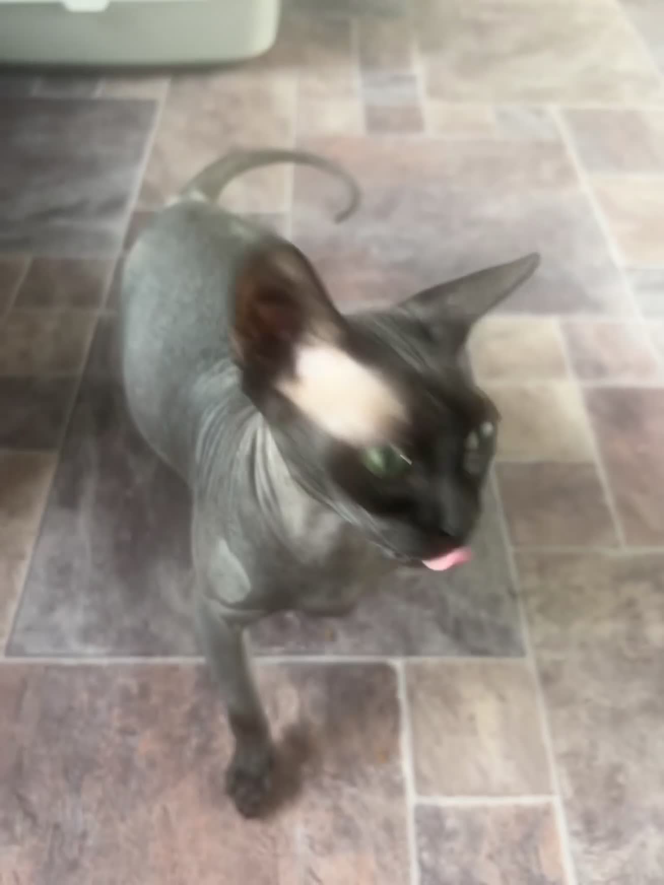 Sphynx cats for sale: Pure Canadian Sphynx  - Video 1