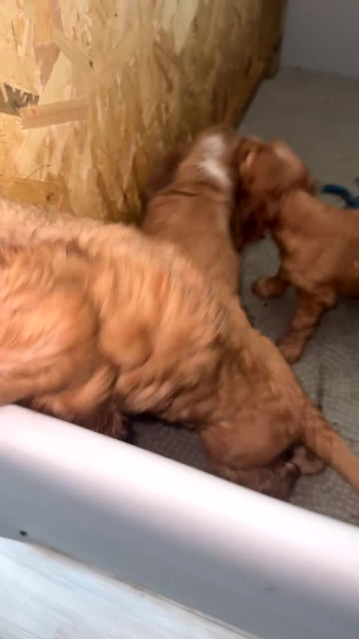 Cocker Spaniel dogs for sale: Full pedigree long silky show cocker spaniels  - Video 1