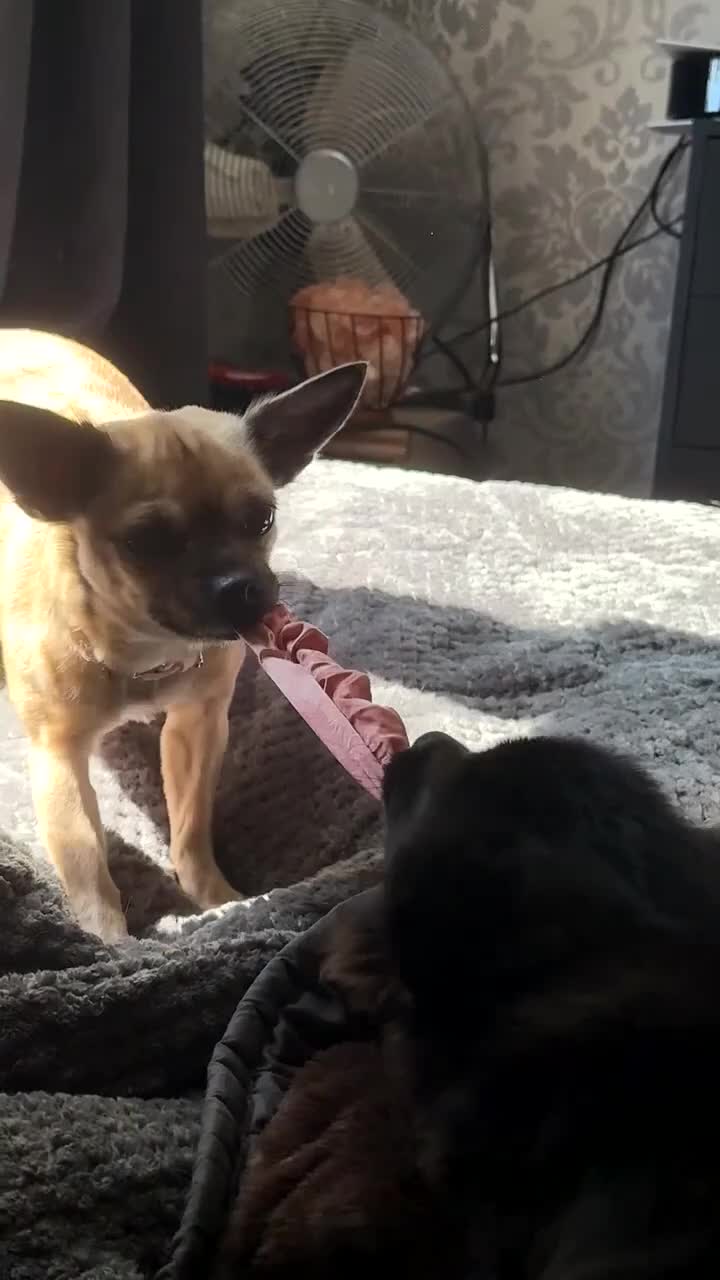 Pomeranian dogs for sale: Pomeranian  - Video 2