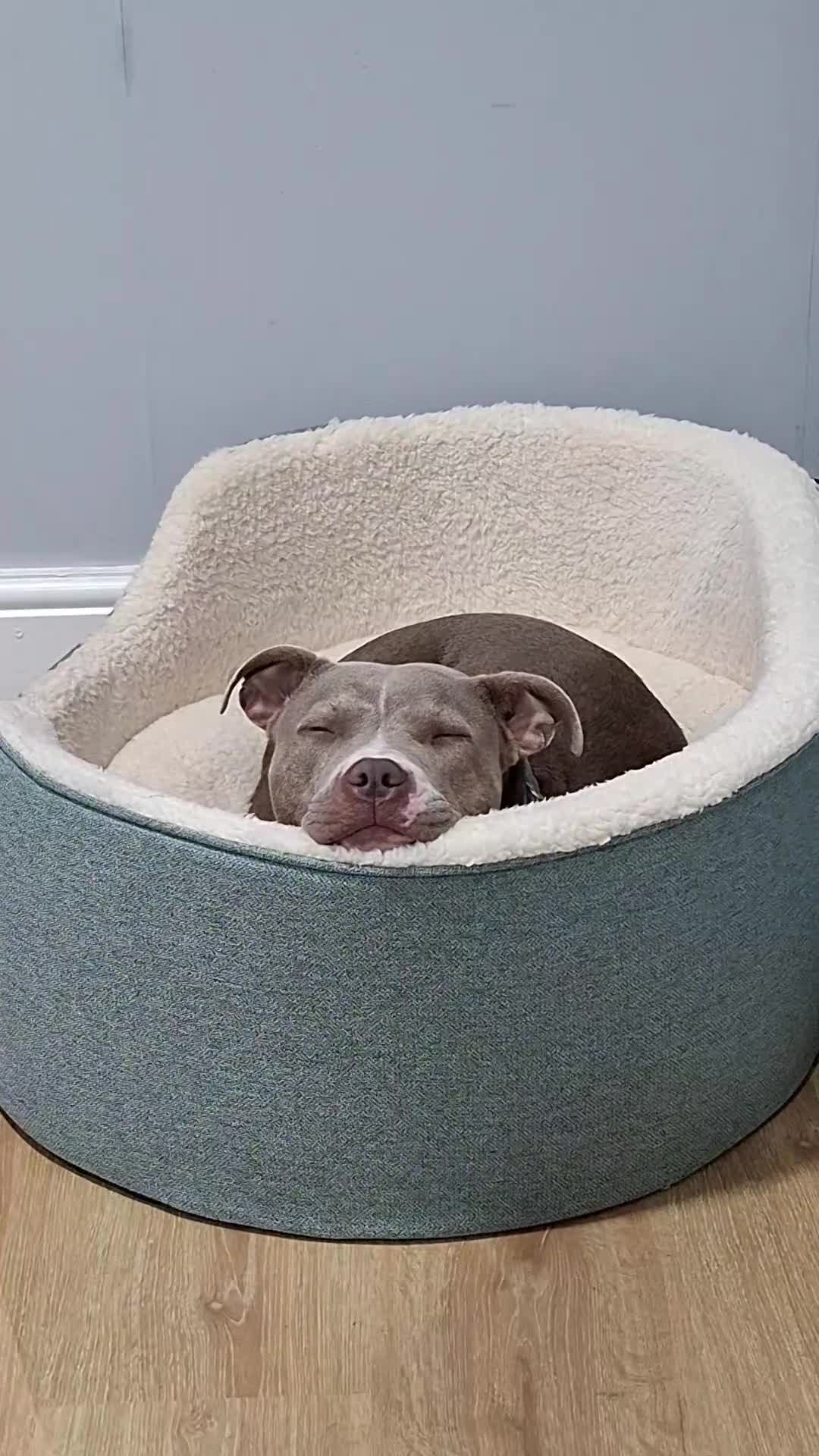 Mixed Breed dogs for sale: Staffordshire bull terrier x mix - Video 2