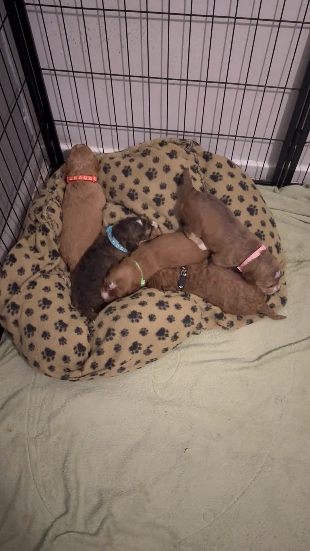 Cockapoo dogs for sale: 5 Beautiful Cockapoo Puppies  - Video 1