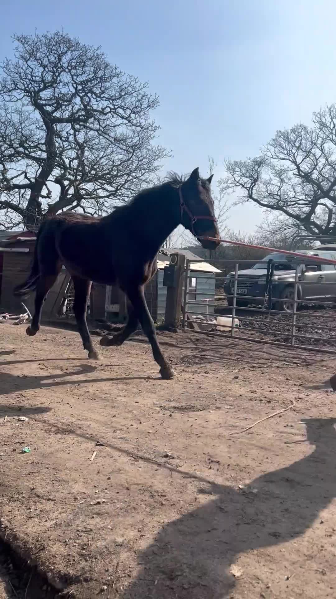 Connemara horses for sale: Connemara x ISH 3 year gelding  - Video 1