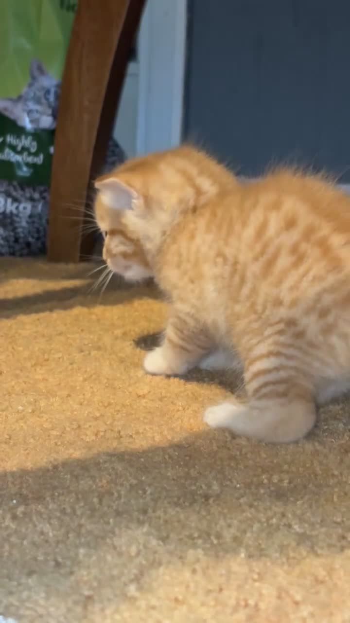 Mixed Breed cats for sale: Male ginger kitten  - Video 1