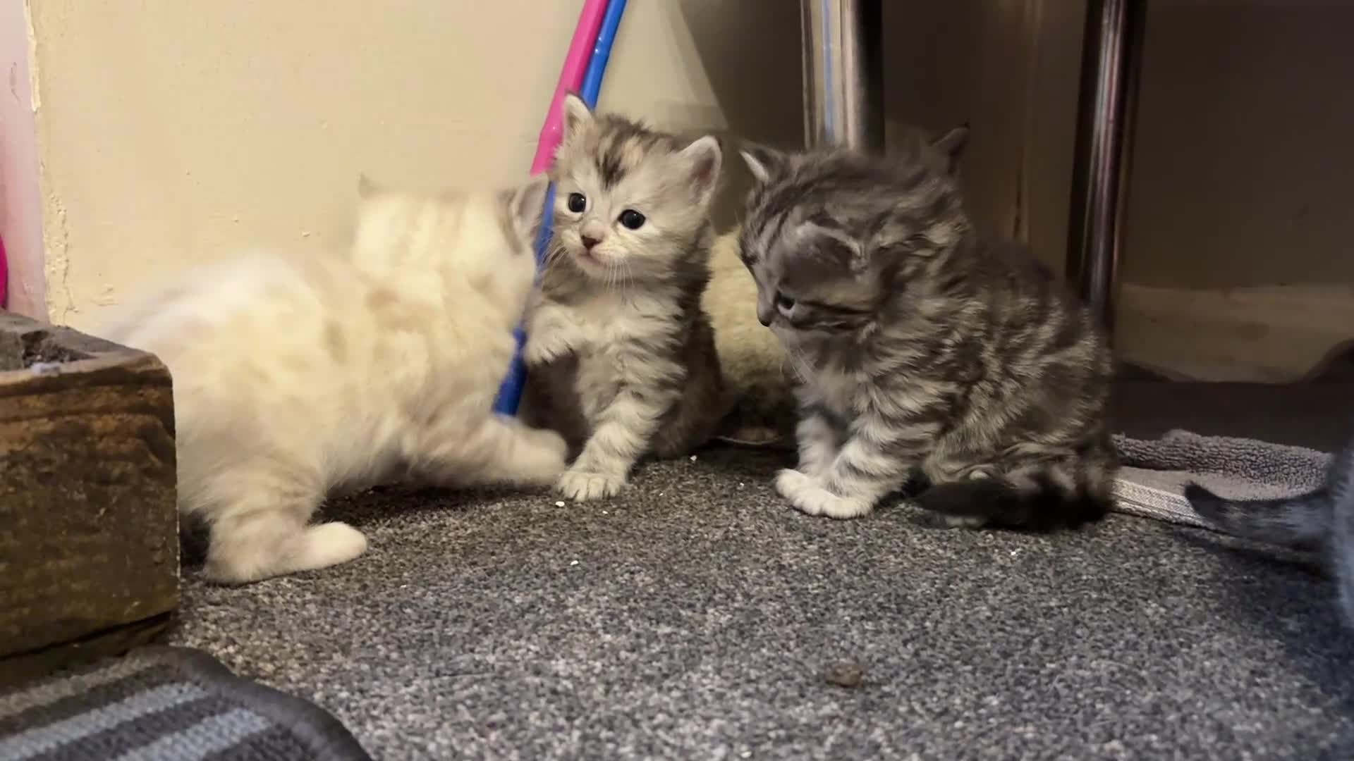 Bengal cats for sale: Bengal Cross Kittens - 2 Snow 3 Grey - Video 1