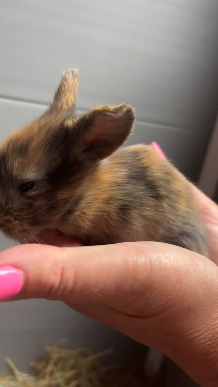 Mixed Breed rabbits for sale: Angora/ Lionhead  - Video 2