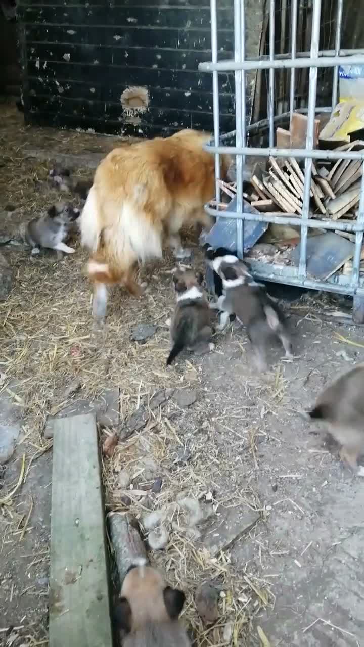 Welsh Collie dogs for sale: Welsh Red Collie pups - Video 1