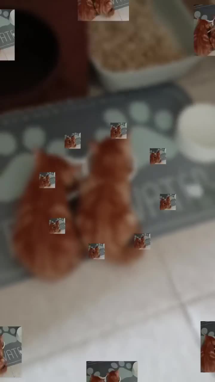 European cats for sale: 4 Adorable Kittens😻 Ready for Loving homes - Video 1