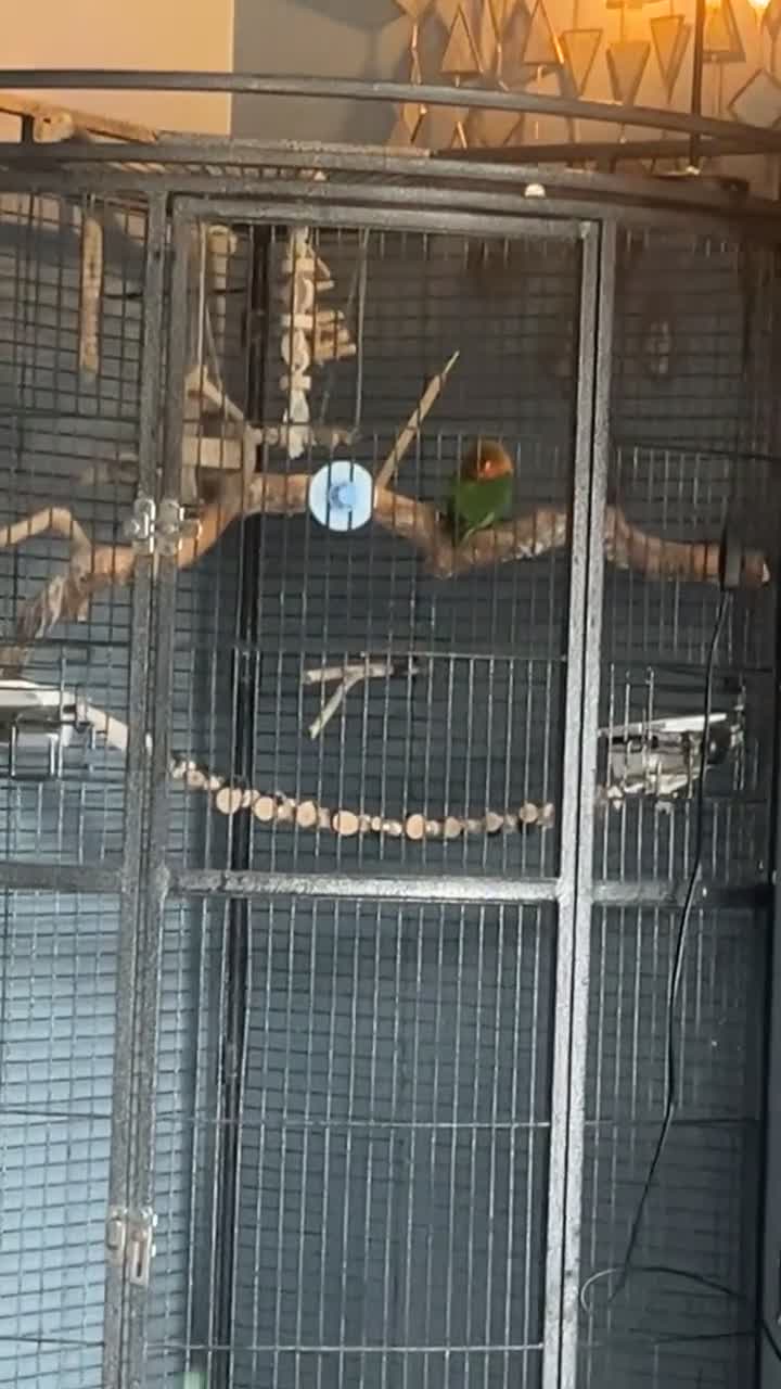 Lovebirds birds for sale: Young female Lovebird for sale - Video 3