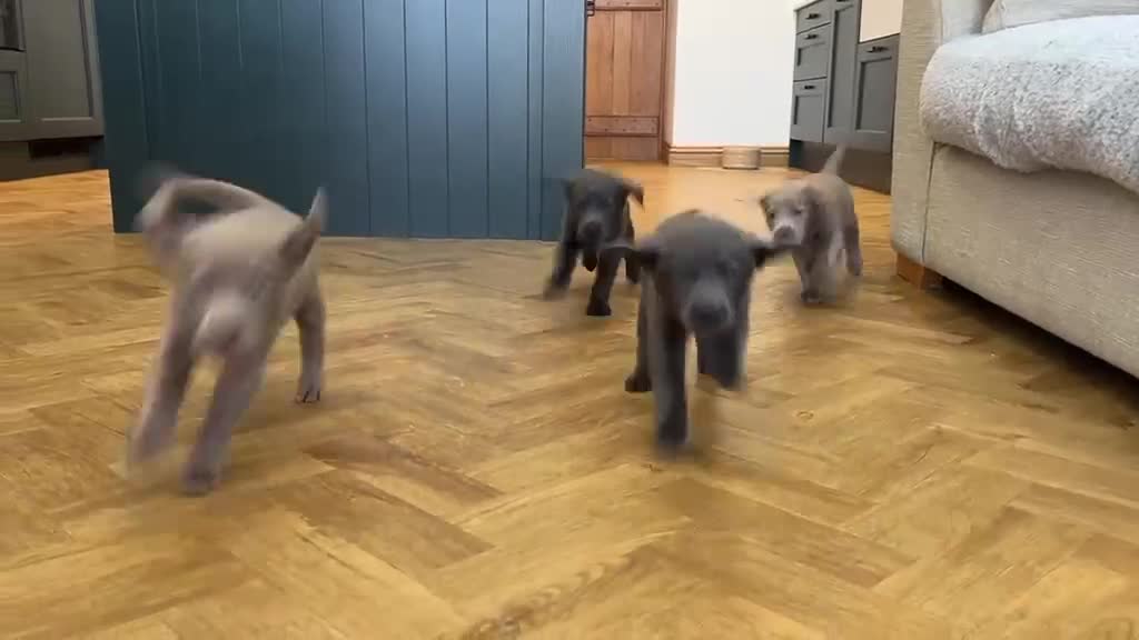 Labrador Retriever dogs for sale: ⭐Highest Health Tested Silvers & Charcoals⭐  - Video 2