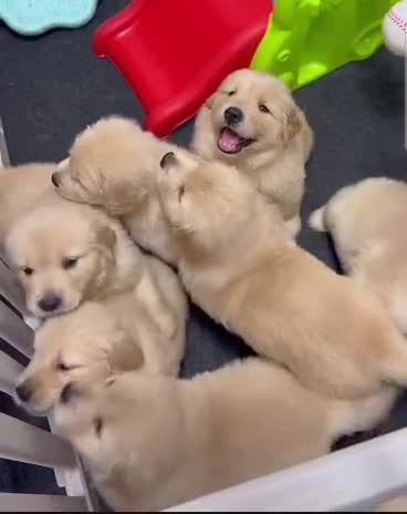 Golden Retriever dogs for sale: Sweet golden retriever puppies  - Video 1