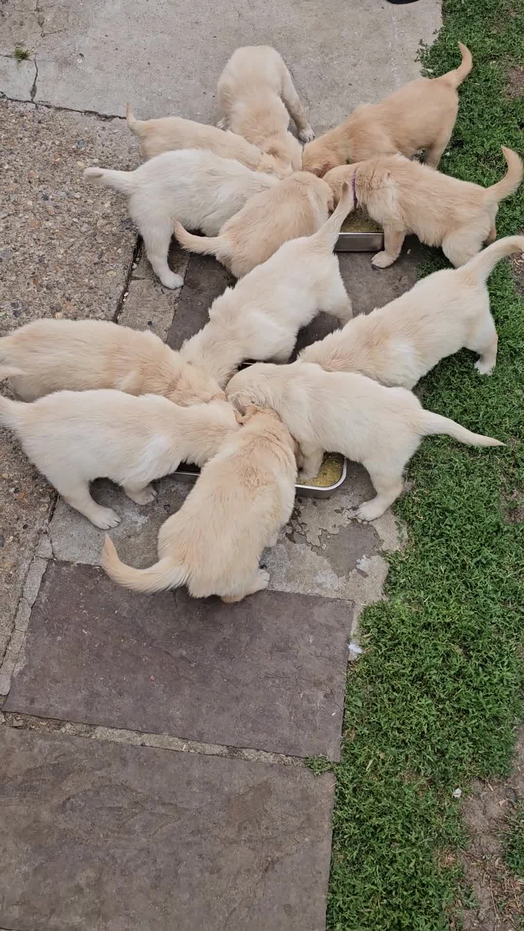 Golden Retriever dogs for sale: Golden Retriever puppys in Harrow London  - Video 1