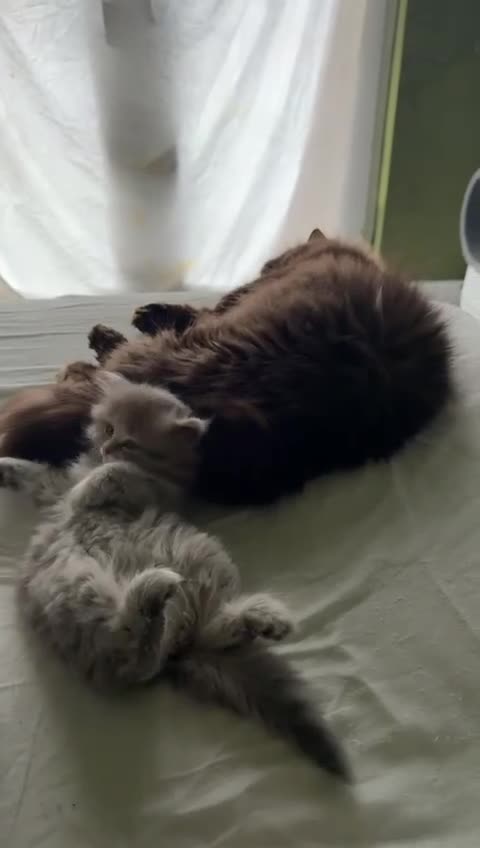British Shorthair cats for sale: Luxury British Longhair | Blue Tipped tabby - Video 1