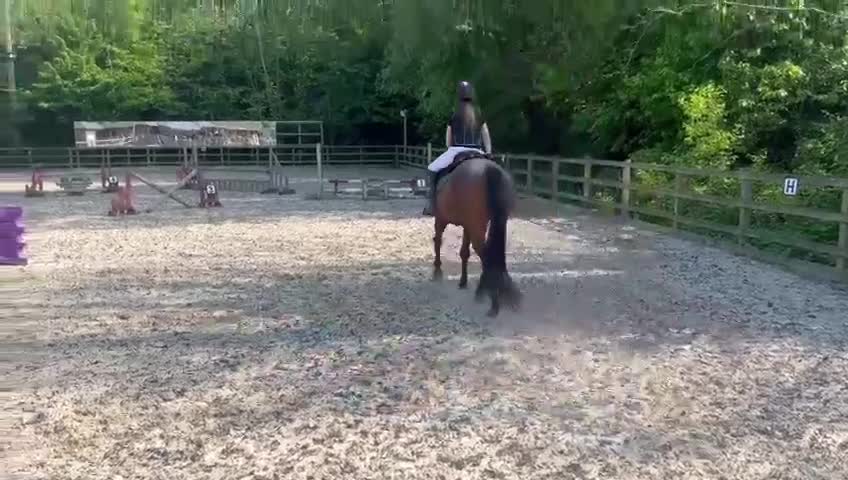 Irish Thoroughbred horses for sale: Ridding club hack, allrounder in Gillingham - Video 1