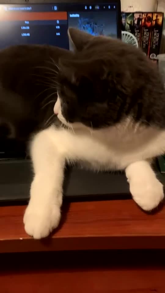 British Shorthair cats for sale: Stella - Video 2