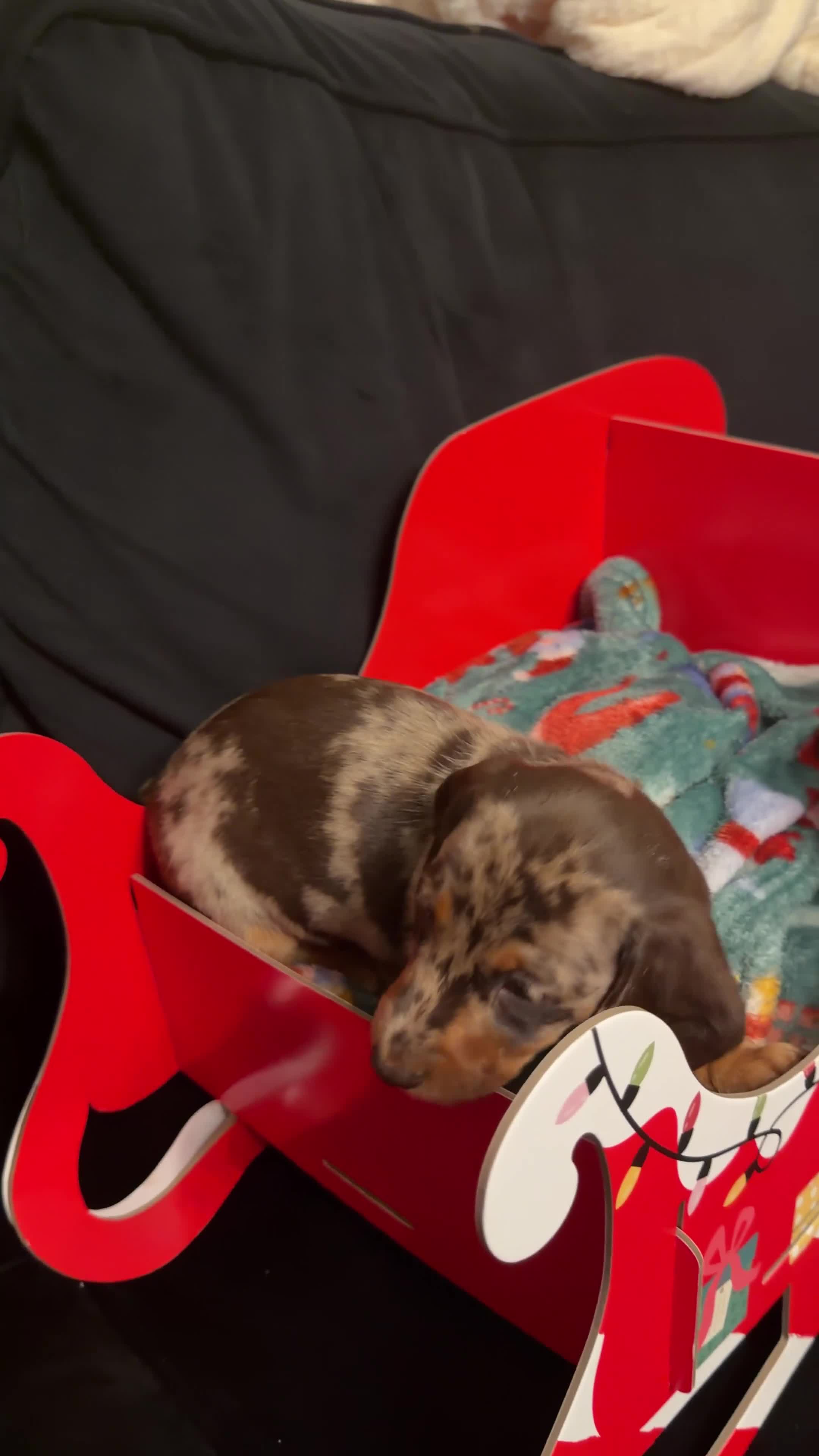 Miniature Dachshund dogs for sale: KC reg Miniature Dachshunds available 24thDecember - Video 3