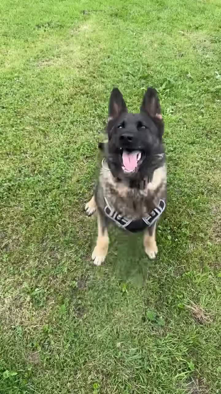 German Shepherd dogs for sale: Amazing German Shepherd Female  - Video 2